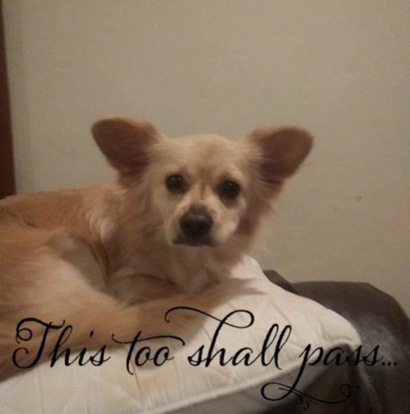 Meet your Posher, Martha - Picture 1 of 1